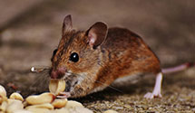 24 Hour & Emergency Exterminators in Cannelton Hts, IN